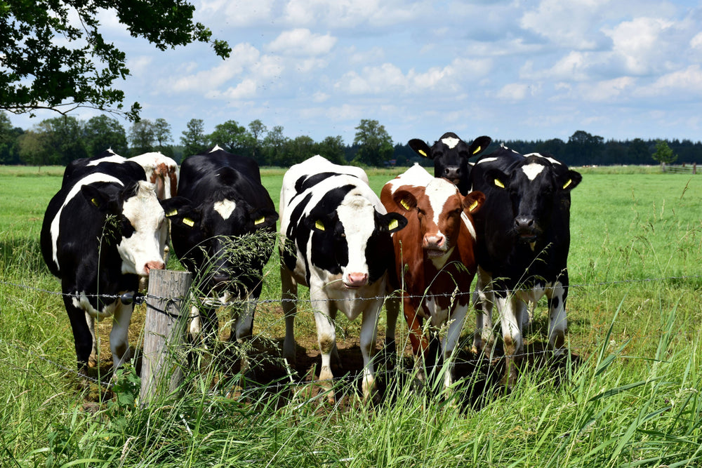 Large scale calf trial proves effects