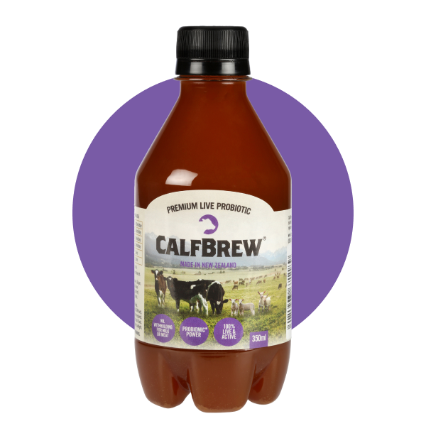 CalfBrew 350ml Multipack