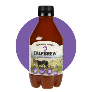 CalfBrew 350ml Multipack